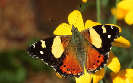 Types of Butterflies, Butterfly Types