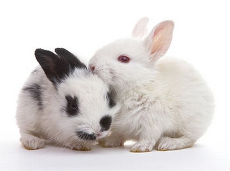 californian rabbits. Californian Rabbit