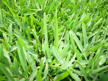 Types Of Grass Types Of Everything