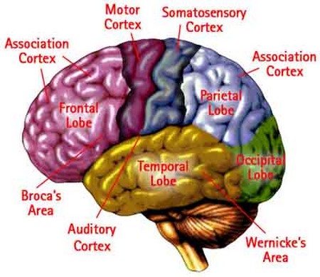 organs of speech. In severe case, speech of a