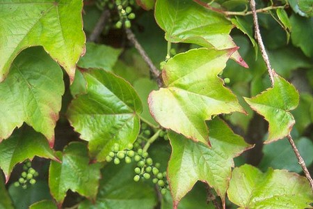 poison ivy plant fall. Poison ivy is an ivy plant