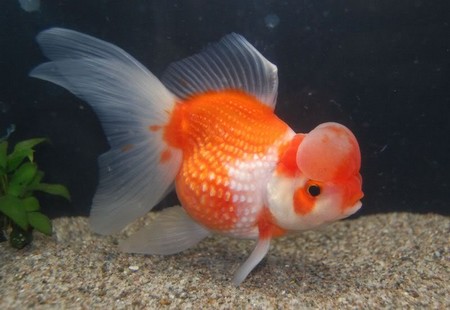 goldfish eggs fertilized. Fantail+goldfish+eggs