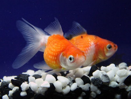 goldfish eggs in pond. fantail goldfish eggs pictures