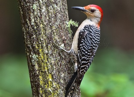 Types Of Woodpeckers Types Of Everything,How To Paint Mirror Frame