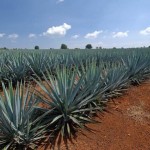 Types of Agaves