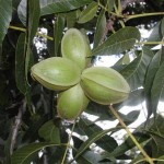 Types of Pecans