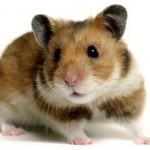 Types of Hamsters