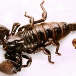 Types of Scorpions