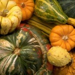 Types of Squash