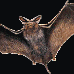 Types of Bats