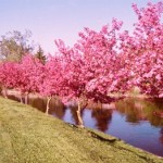 Types of Crabapple Trees