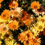 Types of Daisy Flowers