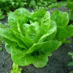 Types of Lettuce