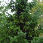 Types of Evergreen Trees