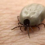 Types of Ticks