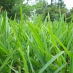 Types of Grass