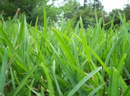Types of Grass