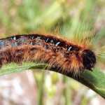 Types of Caterpillars