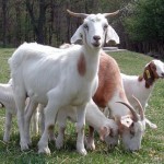 Types of Goats