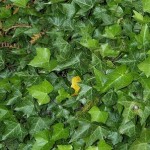 Types of Ivy