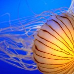 Types of Jellyfish