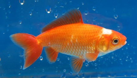 Types of Goldfish | Types of Everything