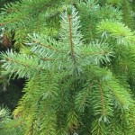 Types of Pine Trees