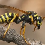 Types of Wasps