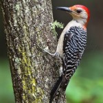 Types of Woodpeckers