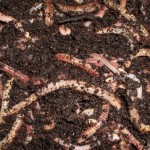 Types of Worms